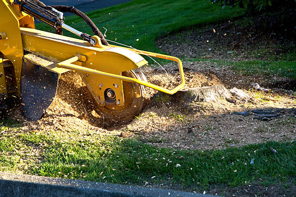 Tree and Shrub Care in Bay Hill, FL